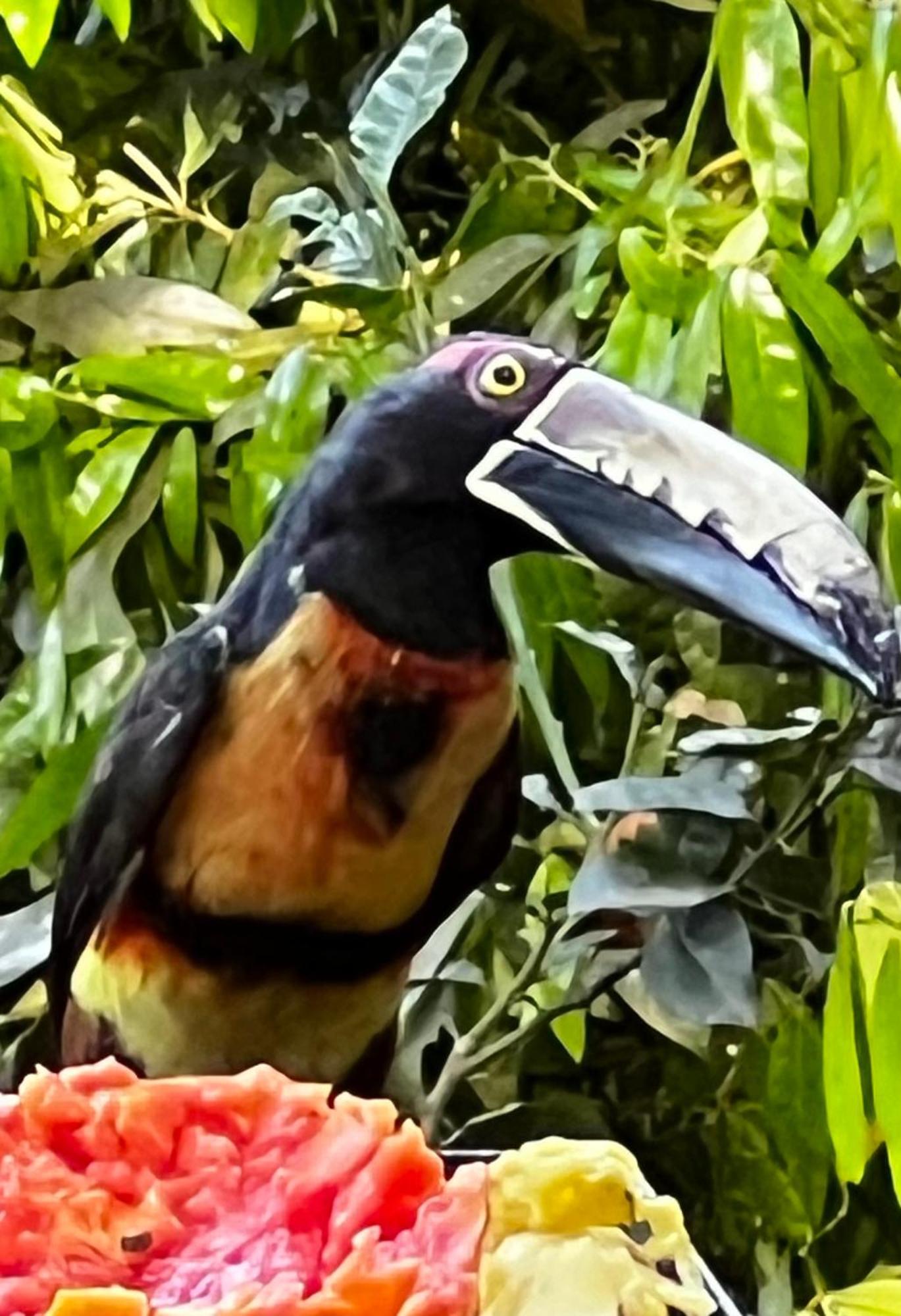 El Valle De Anton La Chachalaca Luaran gambar