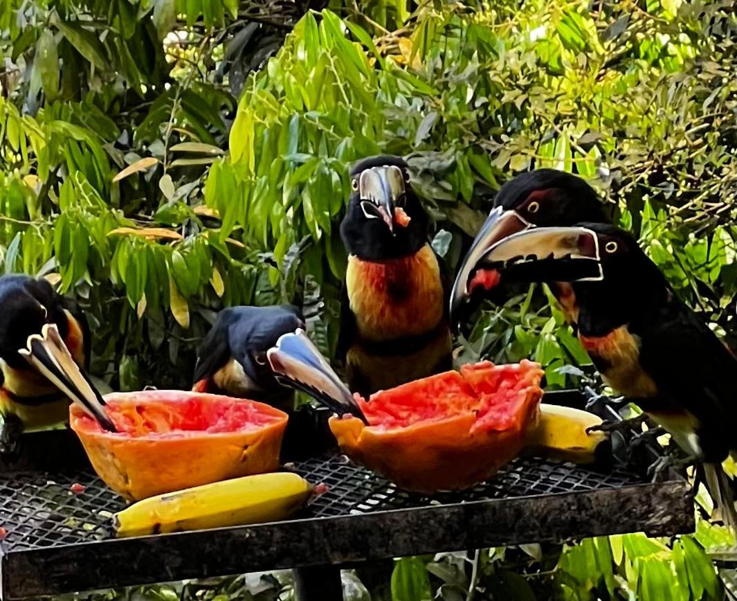 El Valle De Anton La Chachalaca Luaran gambar